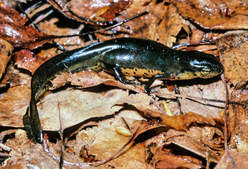Adult stage red-spotted newt. Adult stage red-spotted newt. Credit: Charlie Eichelberger